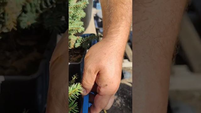 Ель Керел собственное производство