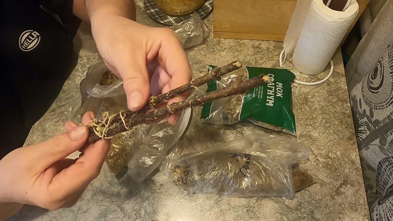 Проверяю черенки метельчатых гортензий зимующих в холодильнике. смотреть онлайн