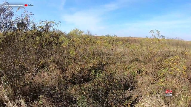 ✌ОХОТА НА ФАЗАНА С ЛАБРОМ И ДРАТххаром смотреть онлайн