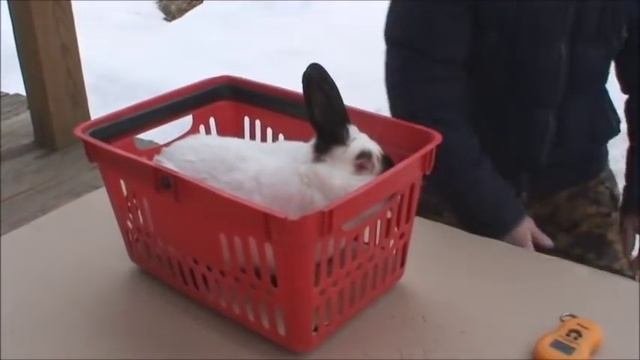 Племенные  КРОЛИКИ  Разведение в моём подсобном хозяйстве