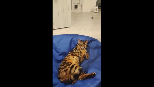 котики нарезка #pets #cat #animals #бенгальская #funny #vlog #приколы #кот #котики #коты #котята