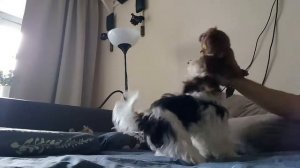 Бивер Терьер