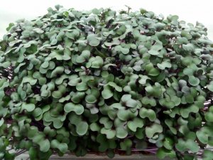 как вырастить микрозелень кольраби.mp4