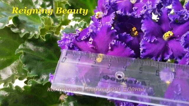 Фиалка Reigning Beauty (Swift) смотреть онлайн