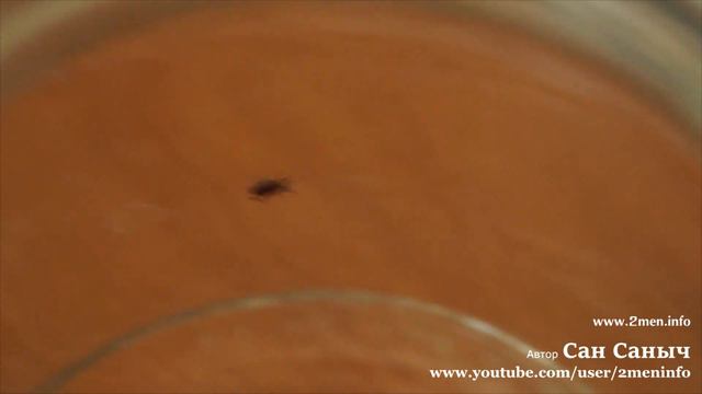 Клещ может лазить по стеклу смотреть онлайн