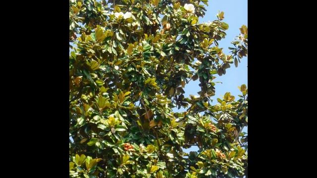 ITALIA-VOGHERA,КАК ЦВЕТЕТ МАГНОЛИЯ!!! смотреть онлайн