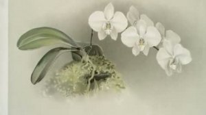 Буйство орхидей.