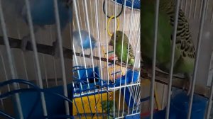 МЫ КУПИЛИ ПОПУГАЙЧИКА🐦🌸  Знакомство с Алиской💕 Семейные розборки???😇 //Brought a parrot