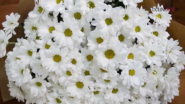 Купить букет ромашек - доставка цветов в Минске смотреть онлайн