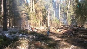 В Очерском районе леса расчищают от сухостоя