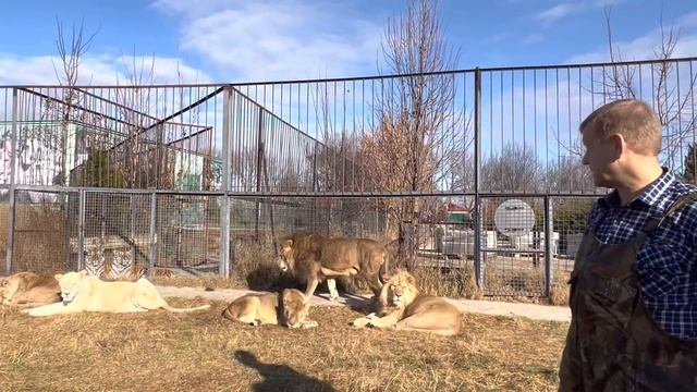 Что «говорит» львица со стервозным характером « ПО ЛЬВОВСКИ “? смотреть онлайн