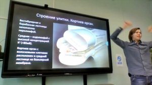 Нейробиология.  Лекция 17.  Слух