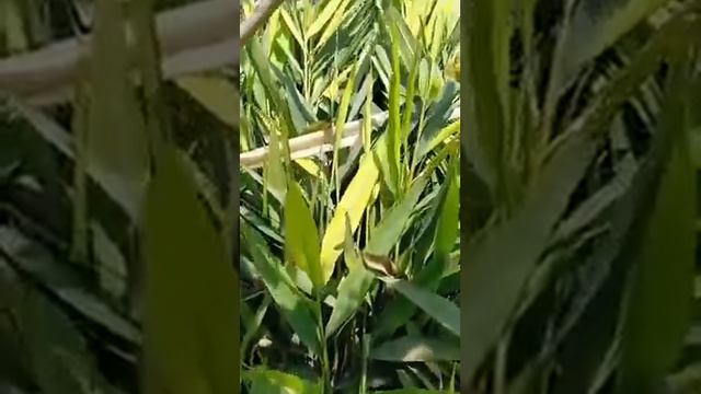 अदरक का पेड़ कैसा होता है और इसके बारे में जानकारी #video #nature #ginger