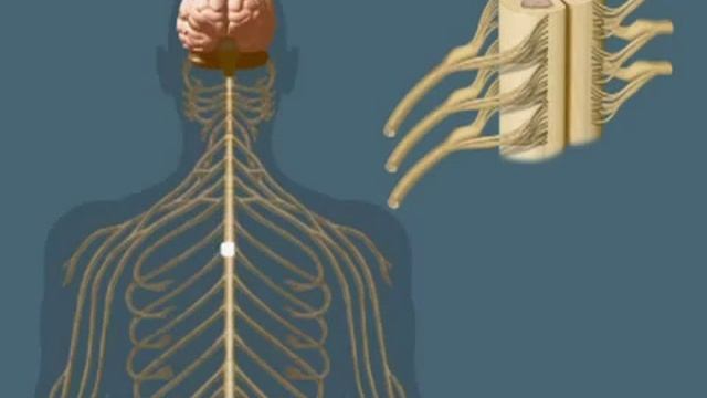 Нервная система - Анатомия просто! смотреть онлайн