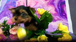 Йорк, питомник кане пер ла вита, www.dog-mini.ru