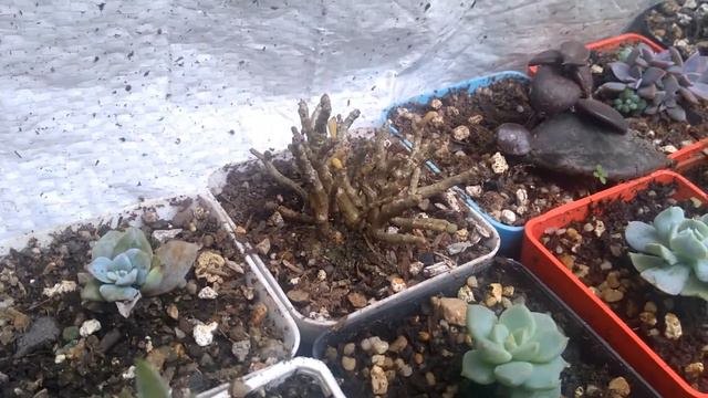 VISITA A UN VIVERO DE SUCULENTAS EXÓTICAS. LA CRASSULERIA. SERPLANTAS смотреть онлайн