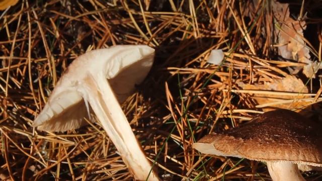 Рядовка бело коричневая съедобный гриб после отваривания смотреть онлайн