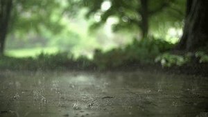 Р.Рождественский "Письмо про дождь"