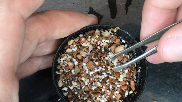 Best Pinguicula Propagation Method смотреть онлайн