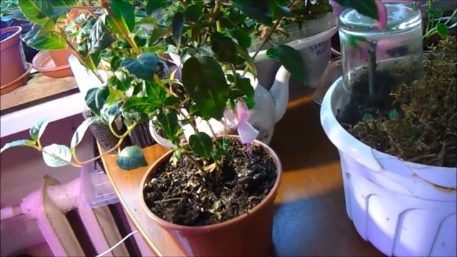 Тихо!!! Посторонним вход воспрещен!!!))) смотреть онлайн