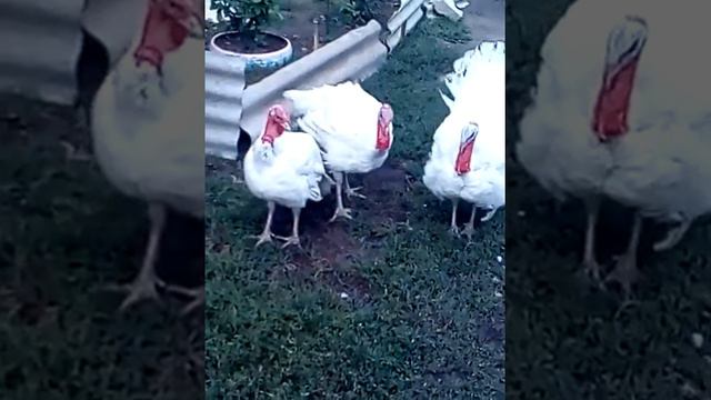 Белые широкогрудые, красивые разборки с танцами смотреть онлайн