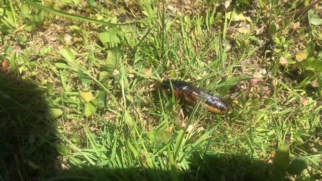 Как избавиться от медведки в огороде. Борьба с медведкой смотреть онлайн