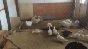 Бройлеры Арбор Айкрес Кобб 700 на племя. Ждём инкубационное яйцо от своих бройлеров.