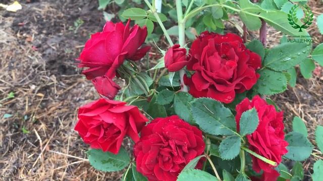 НОВИНКА ПИТОМНИКА- плетистая РОЗА №47 НЕРЕАЛЬНОЙ КРАСОТЫ! Прошла все испытания! Питомник Е. Иващенк смотреть онлайн