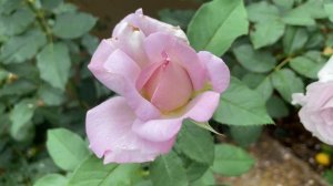 Review of 3 beautiful purple roses, the Violet’s Pride Rose, Silver Lining Rose and Love Song Rose