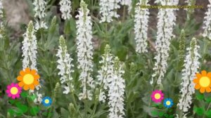 Шалфей дубравный Шнихугел. Краткий обзор, описание характеристик, где купить крупномеры