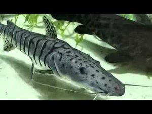 Псевдоплатистома