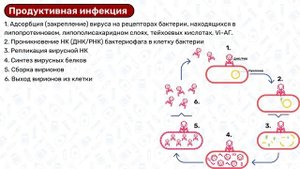 Бактериофаги МИКРОБИОЛОГИЯ: строение бактериофага, цикл бактериофагов, применение бактериофагов