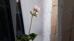 Сравниваем тюльпанки  Marbacka Tulpan и Hanna Andrea