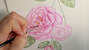 How to Paint a Watercolor Camellia Flower | Speed Painting