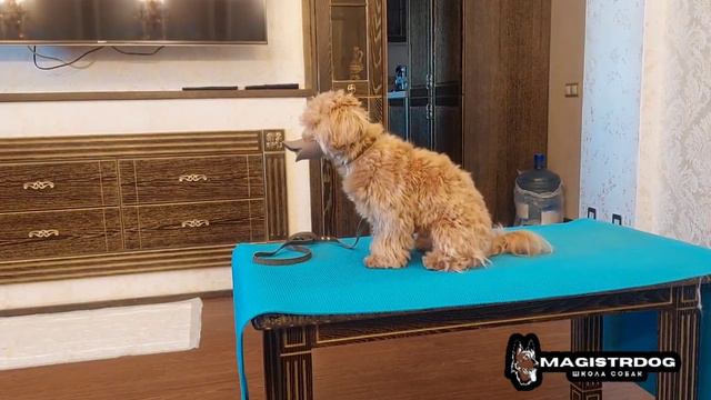 Милаш. Пройден второй уровень команды сидеть-5 минут (выдержка).