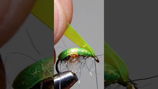 Gammarus.  Scud Fly. #flyfishing #flytying #trout #diy