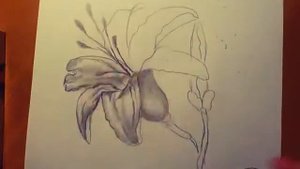 Как нарисовать лилию. Урок для начинающих.