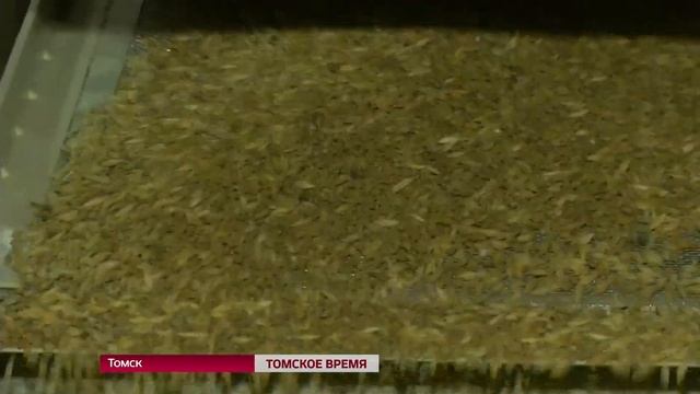 В томской исправительной колонии номер 3 налаживают производство крупы нескольких сортов смотреть онлайн