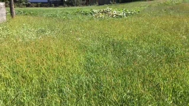 Setaria pumila / Yellow foxtail смотреть онлайн