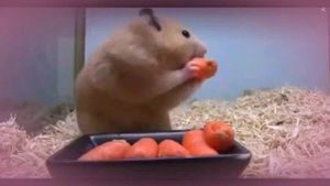 Самые смешный,милые хомячки