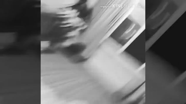 Летучая мышь залетела домой? #летучаямышь