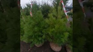 Сосна Веймутова