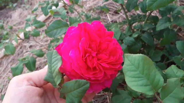 Роза Янг Люсидас-из питомника Бутримовых смотреть онлайн