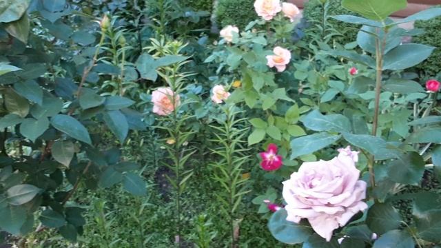 Роза Sissi,Blue Moon,Mainzer Fastnacht, червень 22 #голуба #роза #тантау #мійсад #київ #україна смотреть онлайн