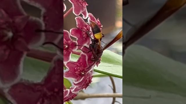 Wasp in the flower#wasp#honey#youtubeshort #funny #rose #honeybee #honey #honey and bee# beautiful