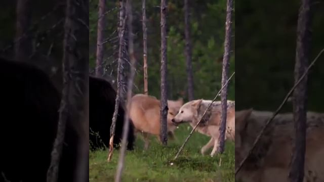 Волчица издеваться над тремя Медведями смотреть онлайн