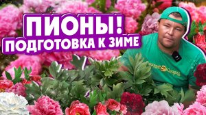 ПИОНЫ! Подготовка к зиме