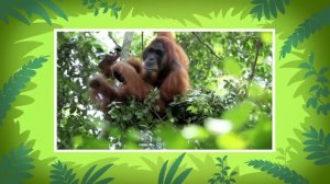 Sumatran Orangutan - Leo The Wildlife Ranger Animal Diaries | Animal Facts for Kids