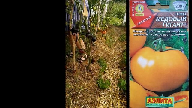 В гостях у прагматичного ЛЕНТЯЯ : обзор урожая помидор и арбузов 2020. смотреть онлайн