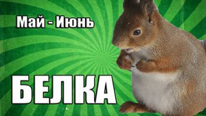 Тест Для Детей: Какое Ты Животное? =)